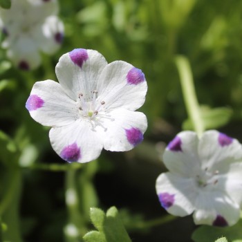 Nemophila Five Spot (Samen)