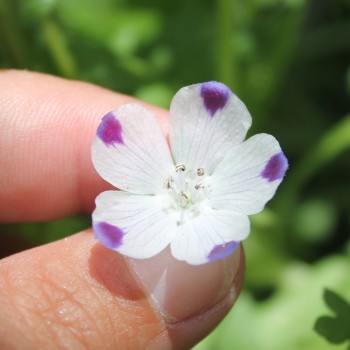 Nemophila Five Spot (Samen)