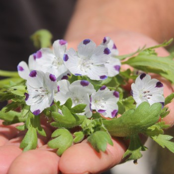 Nemophila Five Spot (Samen)