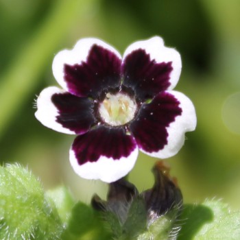 Nemophila Penny Black (Samen)