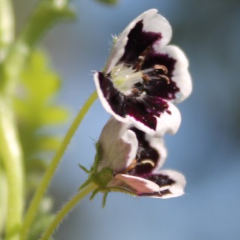 Nemophila Penny Black (Samen)