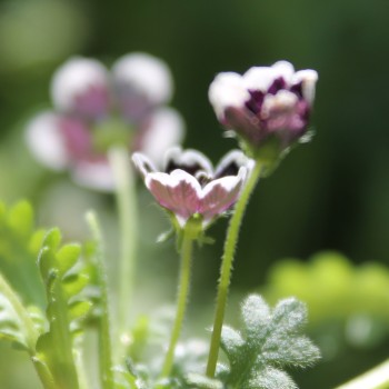 Nemophila Penny Black (Samen)