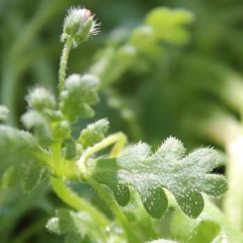 Nemophila Penny Black (Samen)