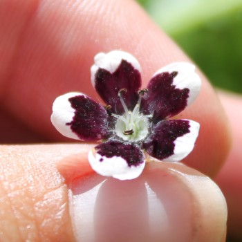 Nemophila Penny Black (Samen)