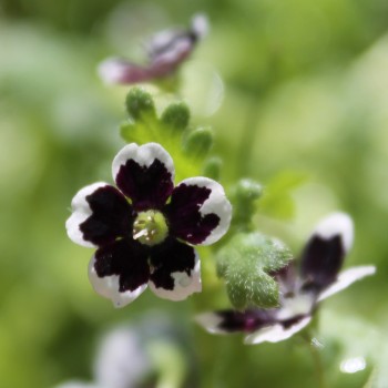 Nemophila Penny Black (Samen)