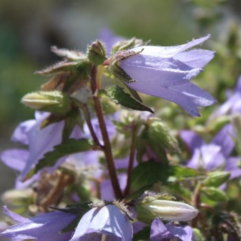 Neu! Nesselglockenblume (Samen)