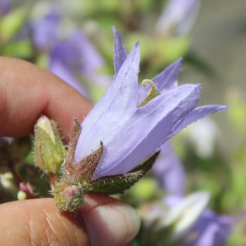 Neu! Nesselglockenblume (Samen)