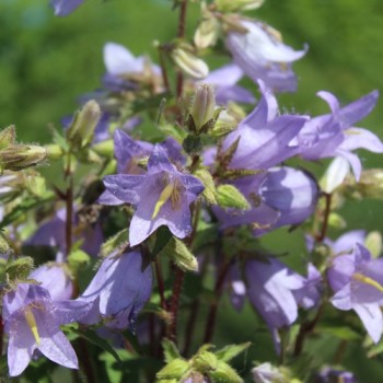 Neu! Nesselglockenblume (Samen)