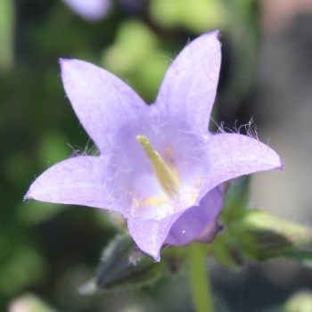 Neu! Nesselglockenblume (Samen)