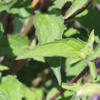 Neu! Nesselglockenblume (Samen)