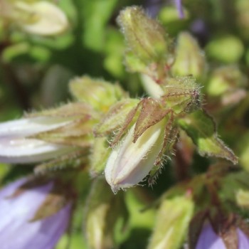 Neu! Nesselglockenblume (Samen)