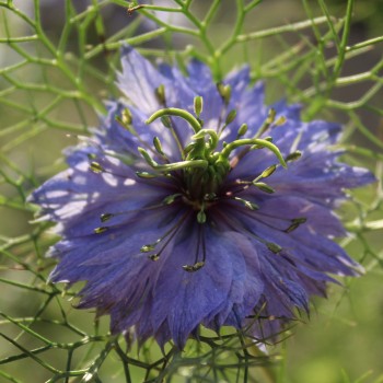Nigella Miss Jekyll Indigo Blue (Samen)