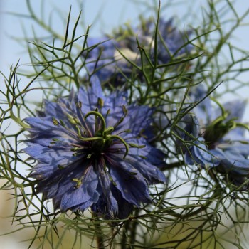 Nigella Miss Jekyll Indigo Blue (Samen)
