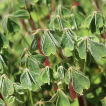 Oca Abuela Amaya (Pflanze)