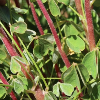 Oca Abuela Amaya (Pflanze)