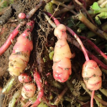 Oca Abuela Amaya (Pflanze)