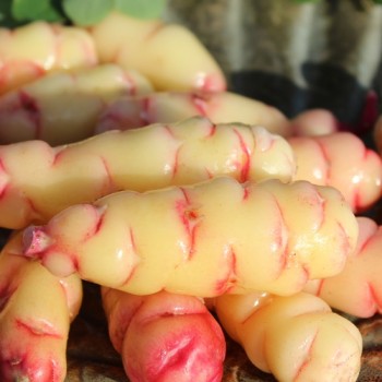 Oca Abuela Amaya (Pflanze)