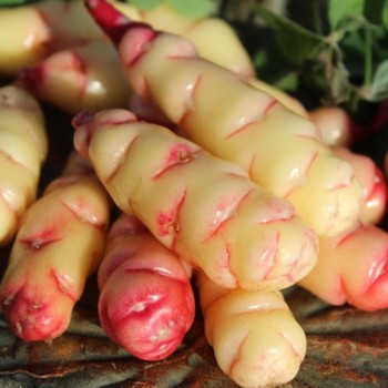 Oca Abuela Amaya (Pflanze)