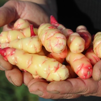 Oca Abuela Amaya (Pflanze)