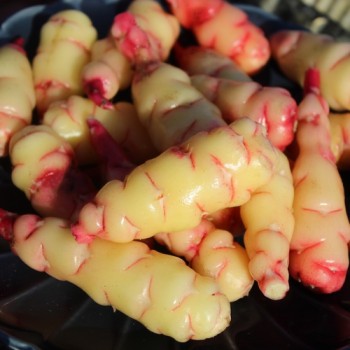 Oca Abuela Amaya (Pflanze)