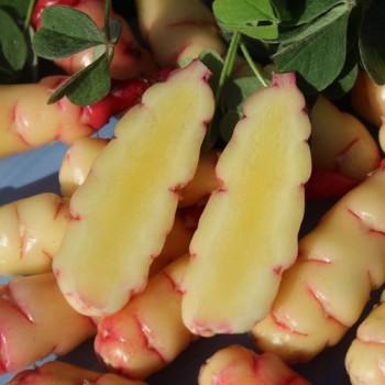 Oca Abuela Amaya (Pflanze)