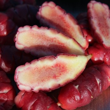 Oca Adorable Red Cardinal (Pflanze)