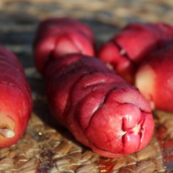 Oca Adorable Red Cardinal (Pflanze)