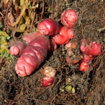 Oca Adorable Red Cardinal (Pflanze)