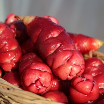 Oca Adorable Red Cardinal (Pflanze)
