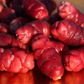 Oca Adorable Red Cardinal (Pflanze)
