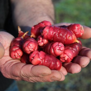 Oca Adorable Red Cardinal (Pflanze)