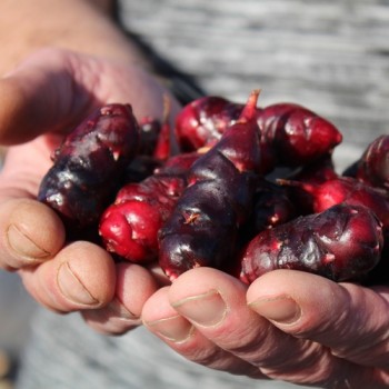 Oca Black De (Pflanze)