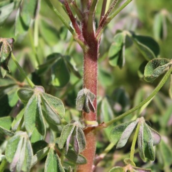 Oca Black De (Pflanze)