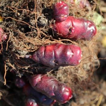 Oca Black De (Pflanze)