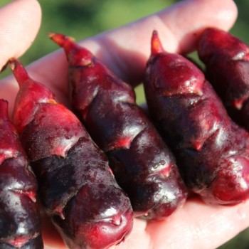 Oca Black De (Pflanze)