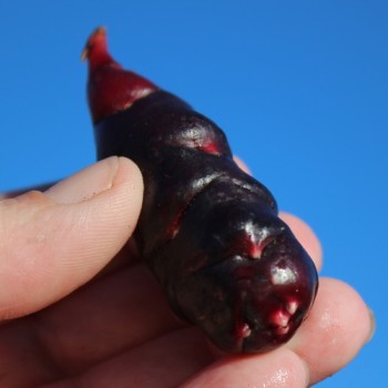 Oca Black De (Pflanze)
