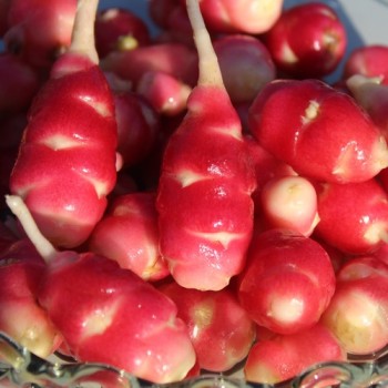 Oca Mexican Dark Scarlet (Pflanze)