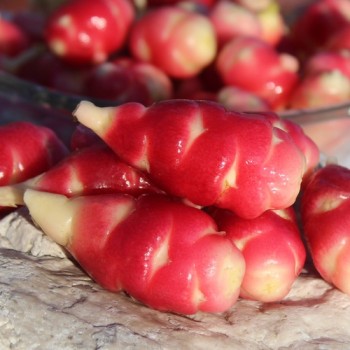 Oca Mexican Dark Scarlet (Pflanze)