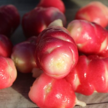 Oca Mexican Dark Scarlet (Pflanze)