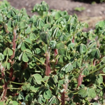 Oca New Zealand (Pflanze)