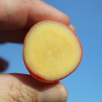 Oca New Zealand (Pflanze)