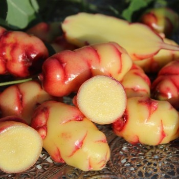 Oca New Zealand (Pflanze)
