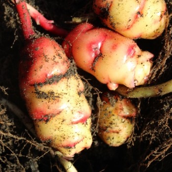 Oca New Zealand (Pflanze)