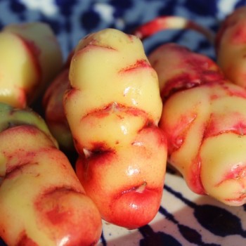 Oca New Zealand (Pflanze)
