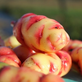 Oca New Zealand (Pflanze)