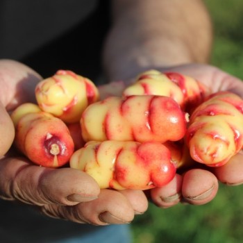 Oca New Zealand (Pflanze)
