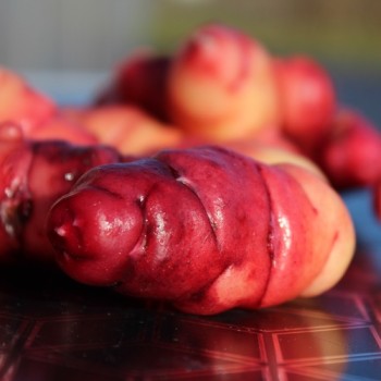 Oca OAEC Pink (Pflanze)