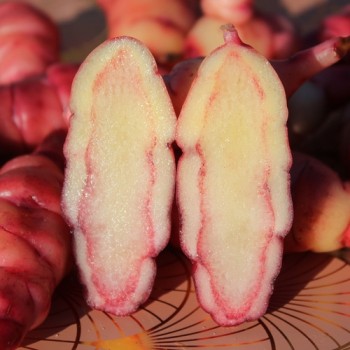 Oca OAEC Pink (Pflanze)