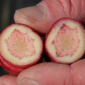Oca OAEC Pink (Pflanze)
