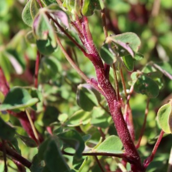 Oca OAEC Pink (Pflanze)